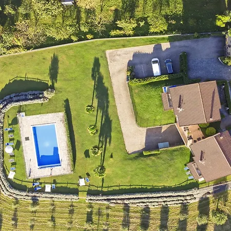 Viola